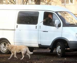 Стая бродячих псов держит в страхе целый квартал в Голосеево 