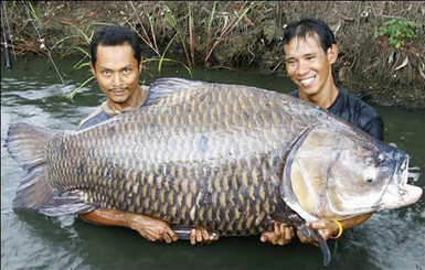 Рыбаки поймали рекордного карпа - 120 килограмм! 