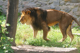 Львы в столичном зоопарке смертельно больны 