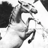 Чистокровная арабская верховая лошадь