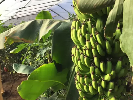 Хозяин экзотичесокй рощи под Львовом: Бананы зреют при минус 20, а лимоны вырастают до кило