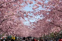 В Японии рекордно рано расцвела сакура 